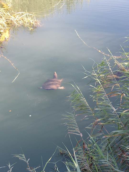 Sonstiges Hotel Defne Garden