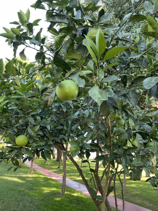 Gartenanlage TUI MAGIC LIFE Beldibi +16