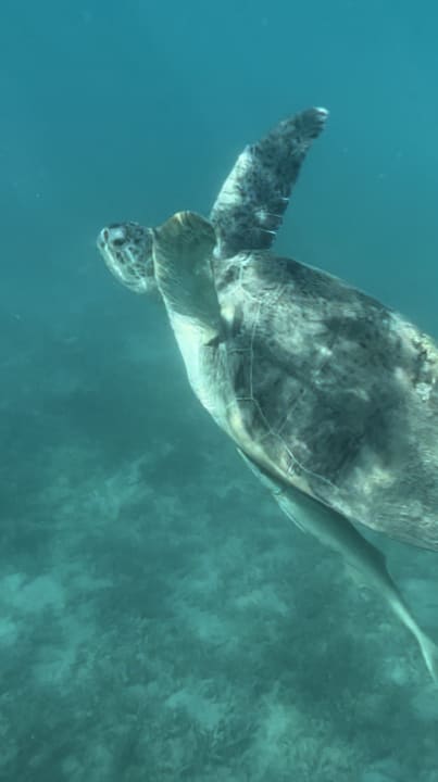 Sport & Freizeit Sentido Caribbean World Soma Bay