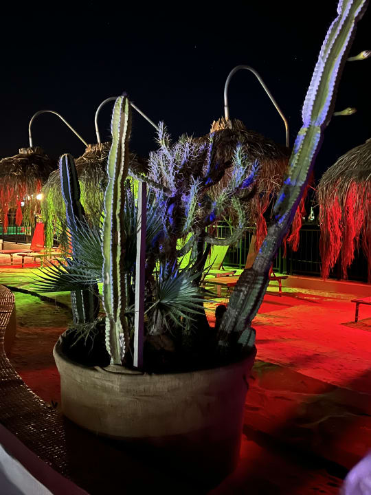 Gartenanlage Dream World Palace Hotel