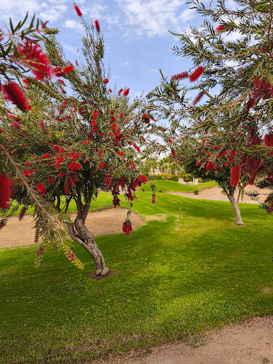 Gartenanlage Steigenberger Aqua Magic