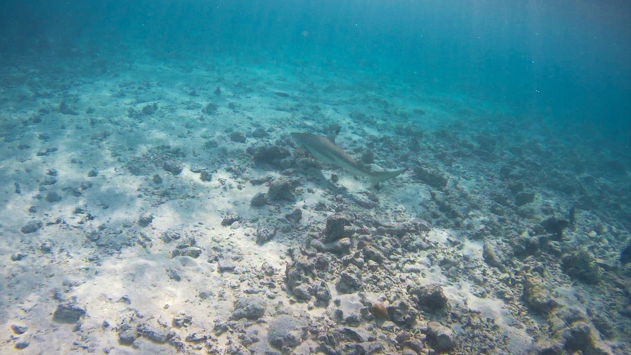 Sport & Freizeit Summer Island Maldives