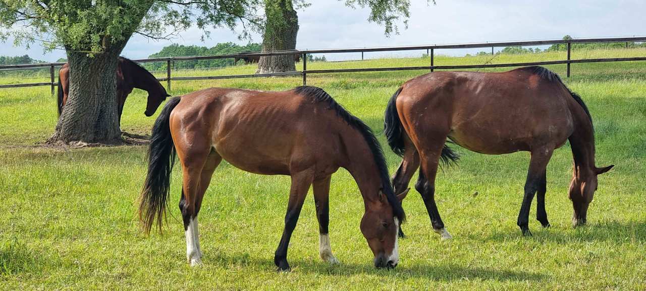 Sonstiges Pałac i Folwark Galiny