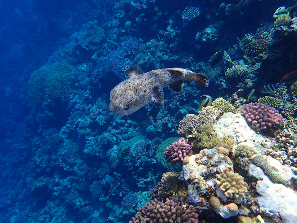 Sport & Freizeit Malikia Resort Abu Dabbab