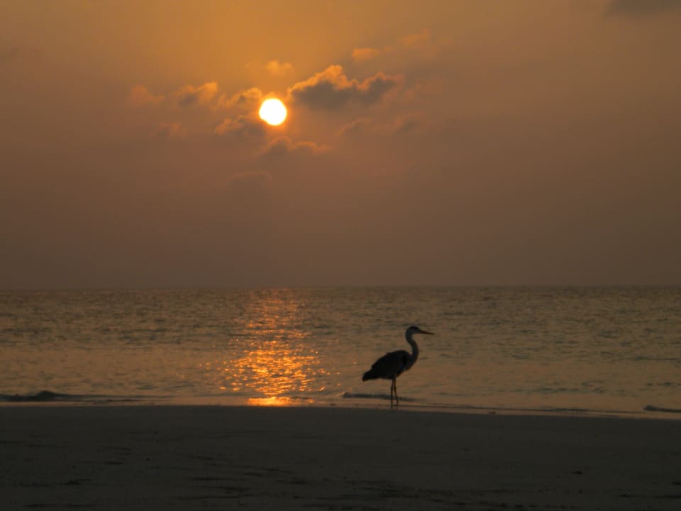 Sonnenuntergang Eri Maldives