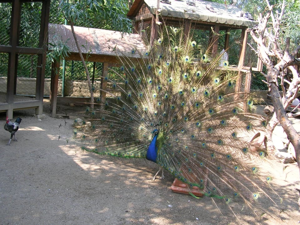 Мини-зоопарк Marvida Family Eco