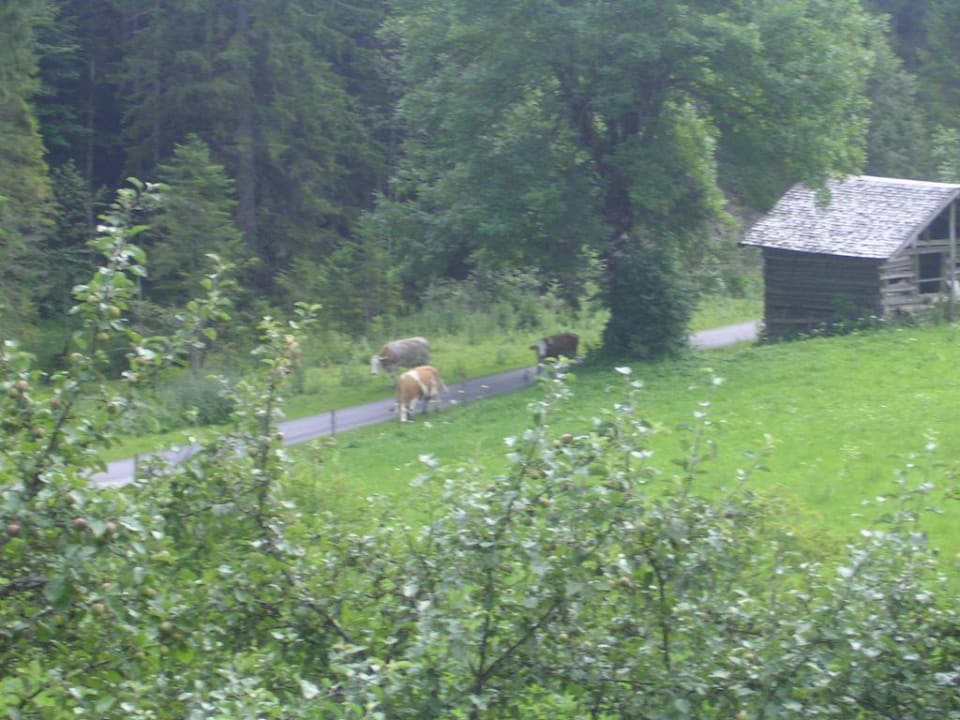 Morgendliche Begrüßung Berghotel Lämmerhof