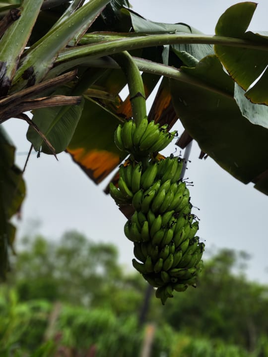 Gartenanlage TUI Blue Bahari Zanzibar