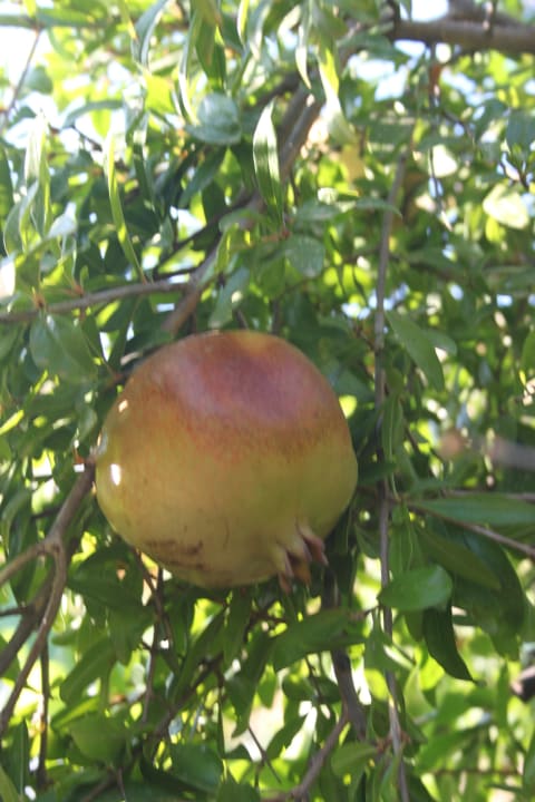 Owoc z ogrodu Hotel Golden Odyssey