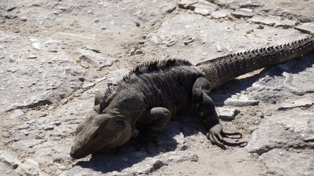 Sonstiges Akumal Bay Beach & Wellness Resort