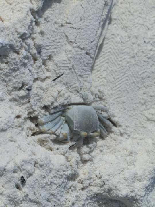 Krebs Meeru Maldives Resort Island