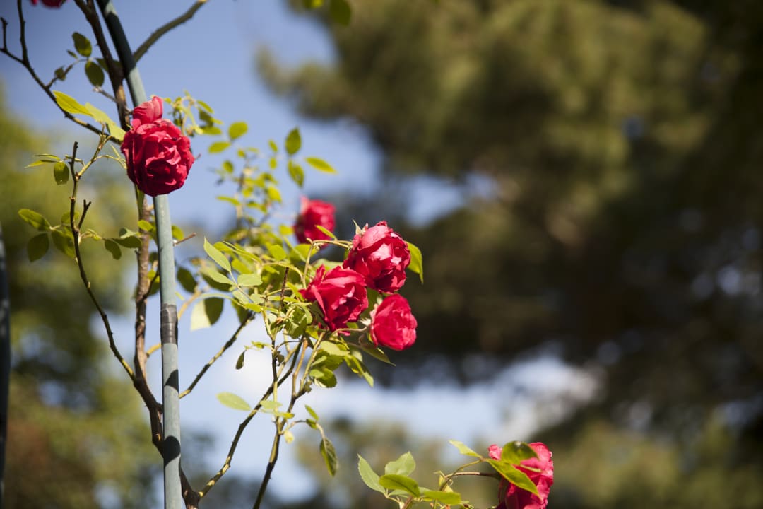 Gartenanlage Pension Altstadt Borna