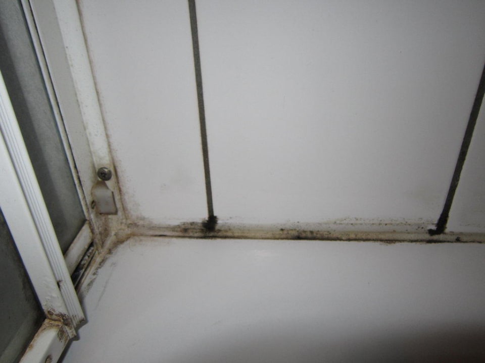 Schimmel, Schimmel, Schimmel Camping- und Ferienpark Markgrafenheide