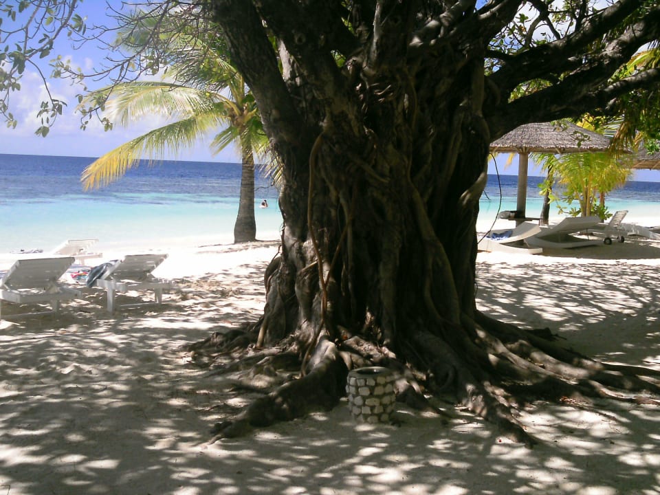 "Freie" Liegen in Nähe der Strandbar ananea Diamonds Athuruga