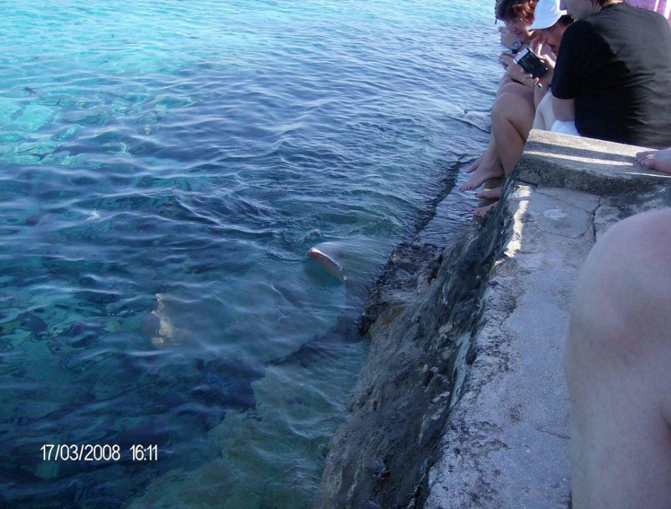 Stachelrochenfütterung Summer Island Maldives