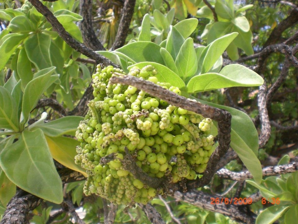Wie heißen diese? Summer Island Maldives