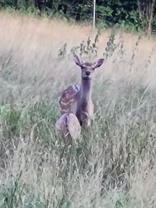 Gartenanlage Hotel Gut Schmelmerhof