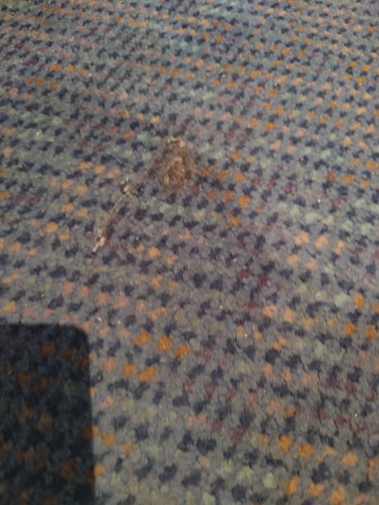 Zimmer Hotel Wyndham Garden Wismar