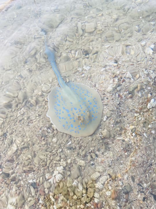 Strand Steigenberger Coraya Beach - Adults only