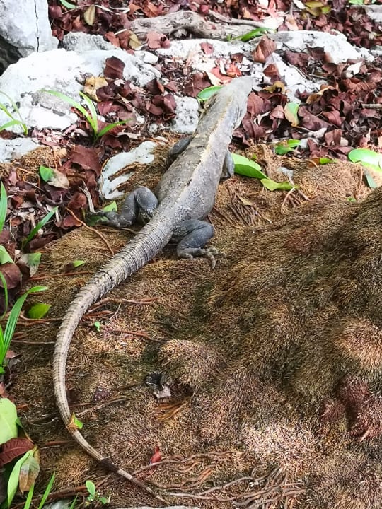 Sonstiges Iberostar Waves Quetzal