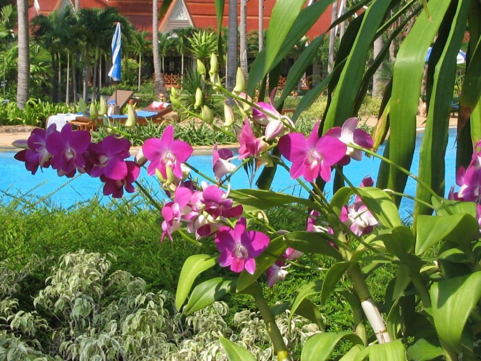 Und da wachsen sie wie Unkraut die Orchideen! Santhiya Tree Koh Chang Resort