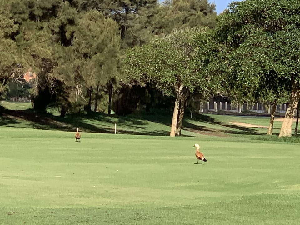 Gartenanlage Elba Palace Golf Boutique Hotel - Adults Only