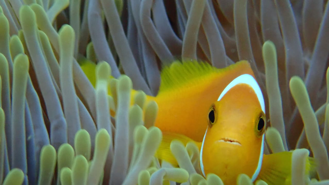 Strand Adaaran Select Meedhupparu Island Resort - Premium All Inclusive