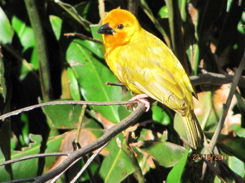 Vögel in der Anlage Bahari Beach Hotel