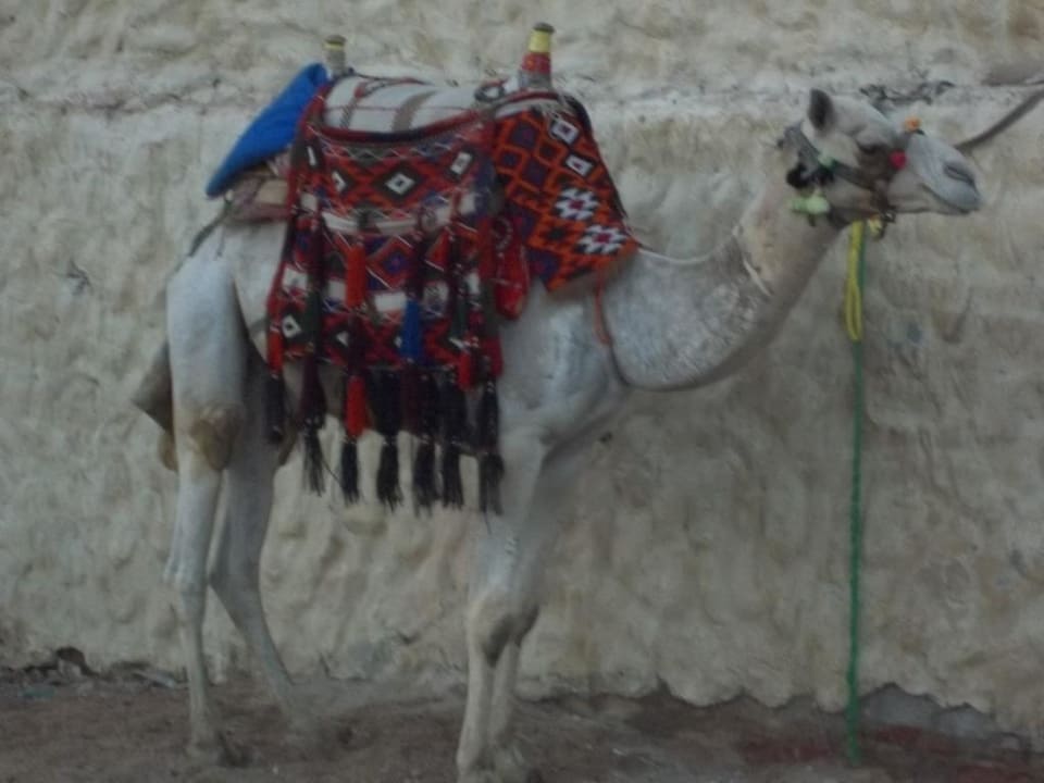 Kamel Ali Baba Pickalbatros Alf Leila Wa Leila Resort - Neverland Hurghada