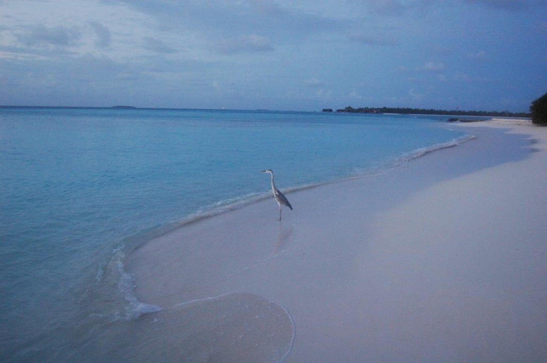 Kurz vor Sonnenaufgang Summer Island Maldives
