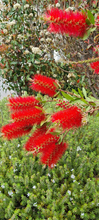 Gartenanlage allsun Hotel Bahia del Este