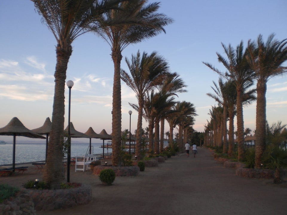 Palmenallee Richtung Strandrestaurant Arabia Azur Resort