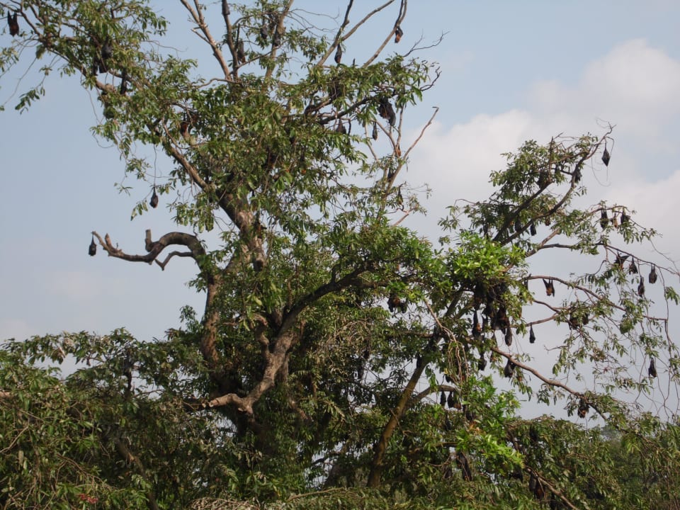 Fledermaus Mermaid Hotel & Club