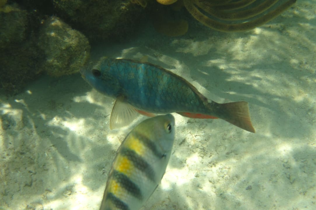 Sport & Freizeit Akumal Bay Beach & Wellness Resort