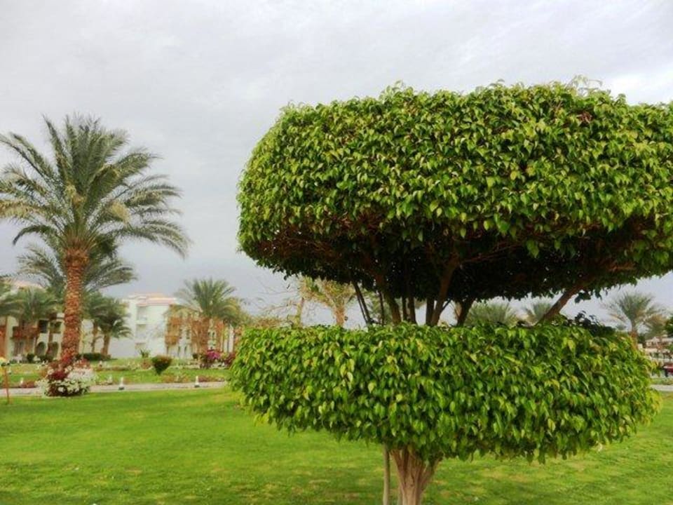Gartenanlage Pickalbatros Dana Beach Resort - Hurghada