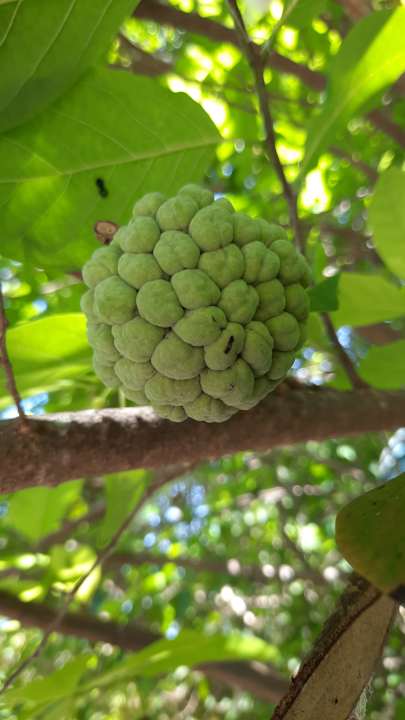 Gartenanlage Santiburi Koh Samui