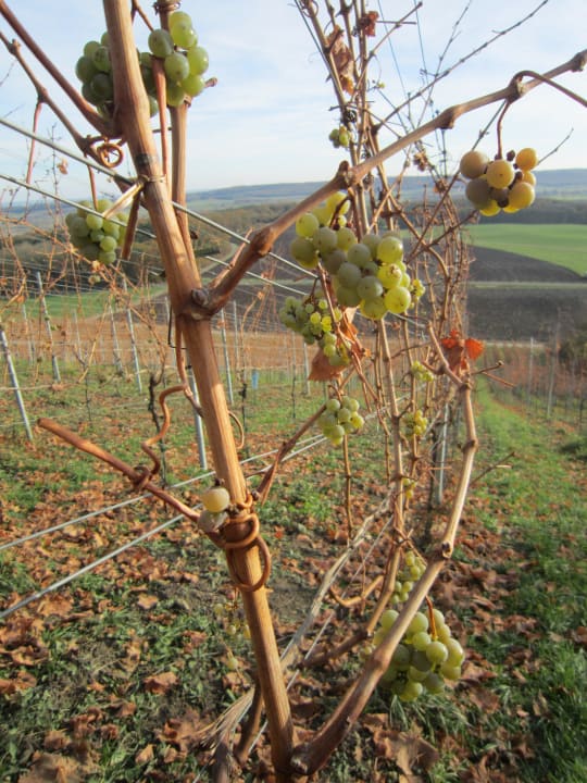 Hauseigene Weinberge Winzer-Bauernhof Felbinger