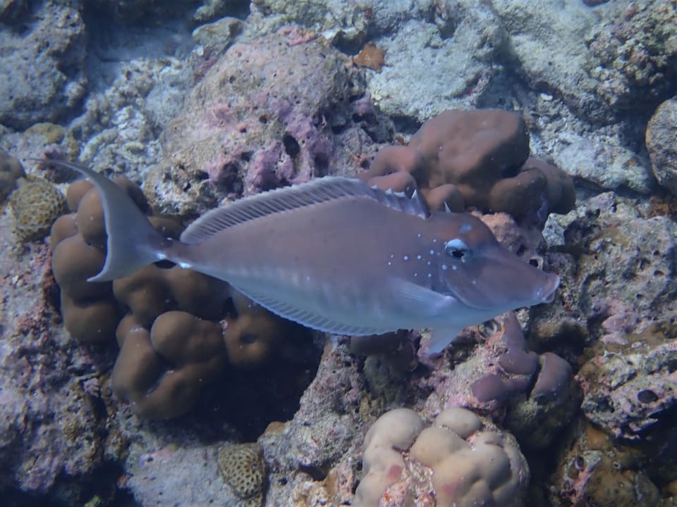 Sport & Freizeit NH Collection Maldives Reethi Resort