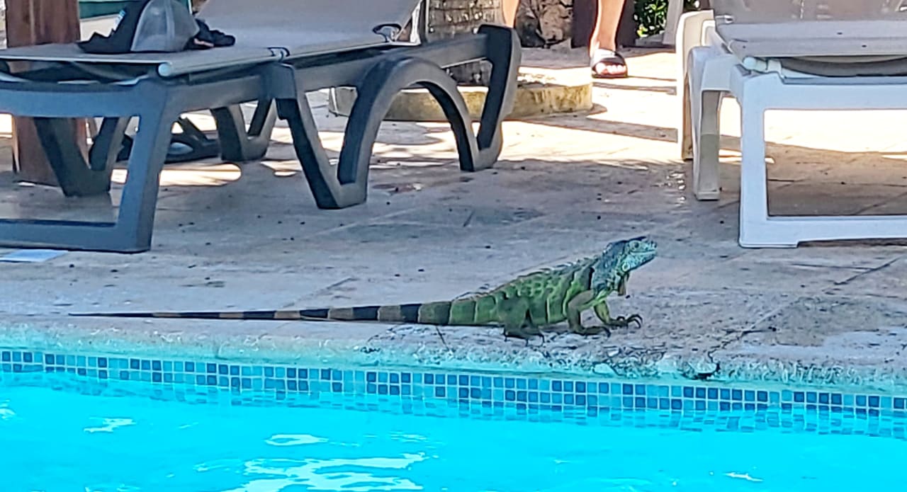 Sonstiges Iberostar Selection Paraiso Lindo