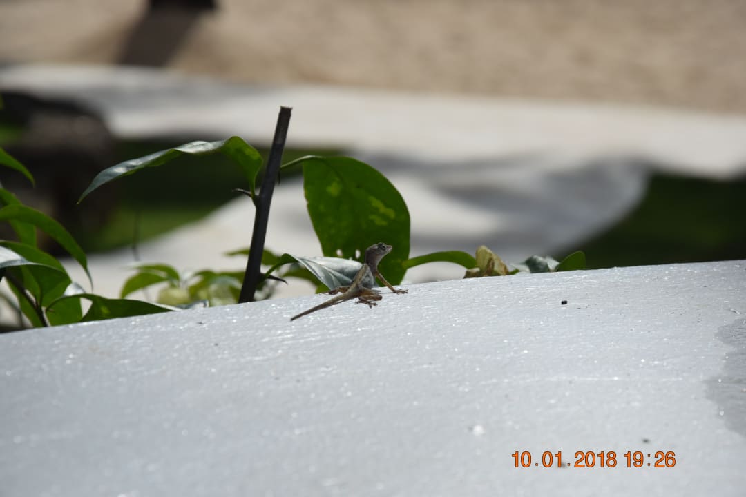 Sehr viele Geckos wenn man aufpasst Hotel Viva Dominicus Beach by Wyndham - All Inclusive Resort
