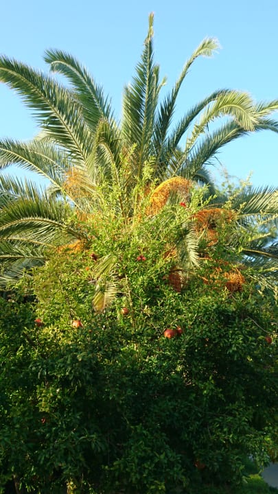 Gartenanlage Hotel Club Nena