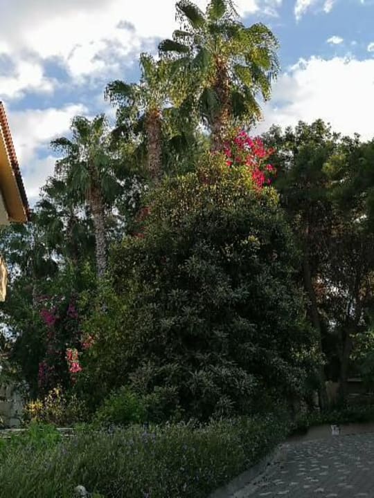 Gartenanlage Club Sidelya Hotel