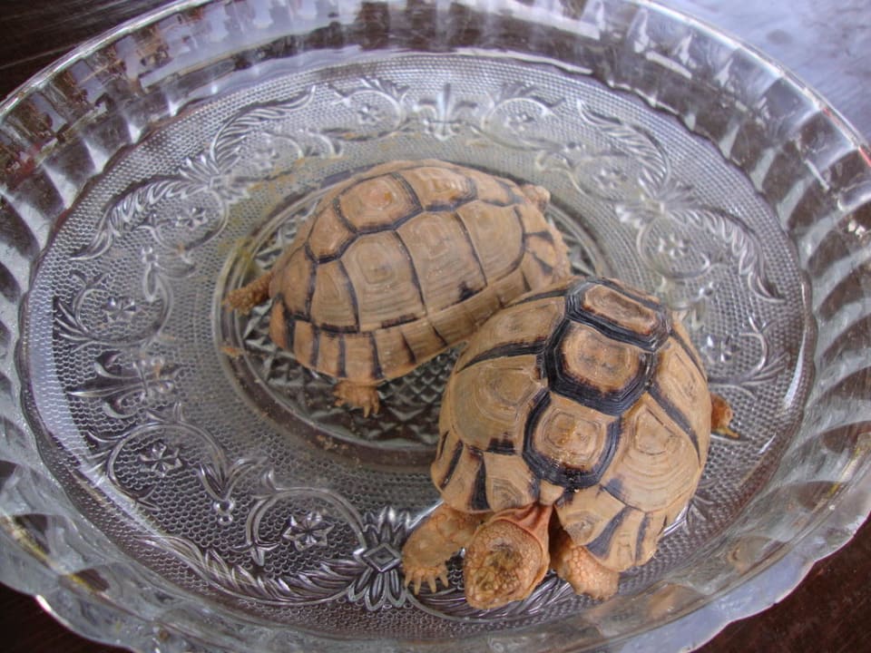 Черепашки в баре Safir Sharm Waterfalls Resort