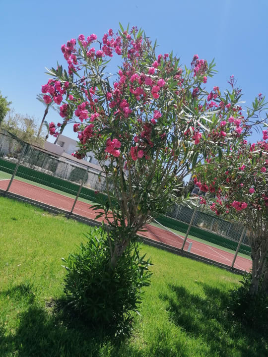 Gartenanlage Olympos Beach Hotel