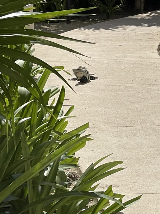 Gartenanlage Akumal Bay Beach & Wellness Resort