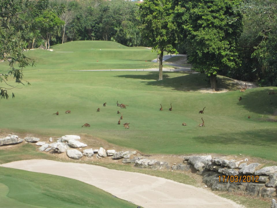 Ausblick vom Riviera-Trakt auf Golfanlage Coati´s Sandos Playacar Beach Resort