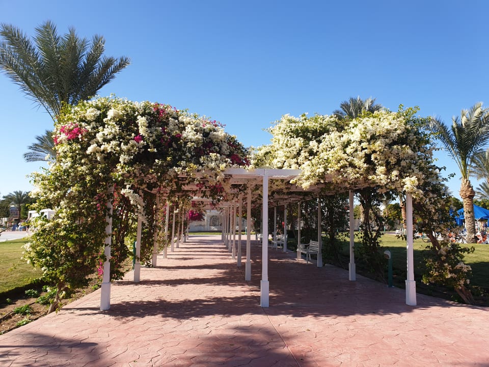 Gartenanlage Desert Rose