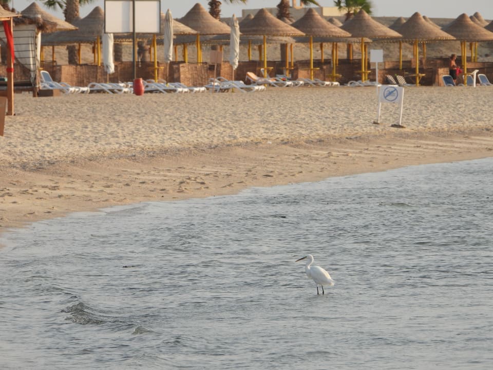 Strand Malikia Resort Abu Dabbab