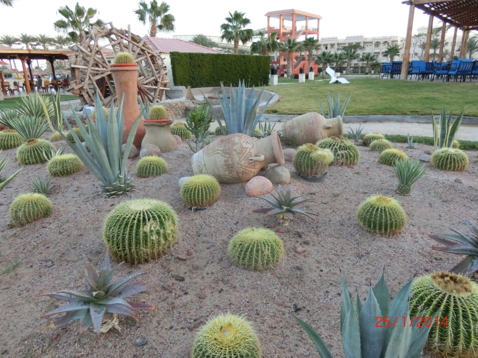 Sehr schön Beach Albatros Resort