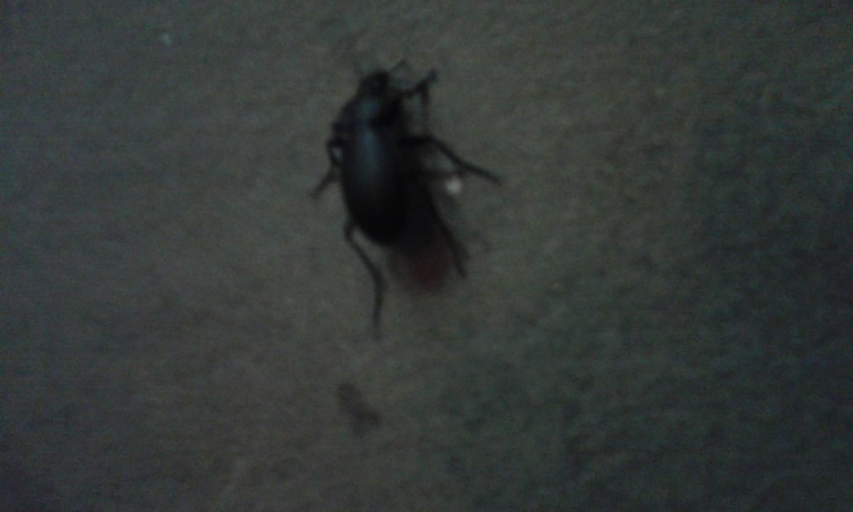 Karaluch Park Hotel Continental Prima